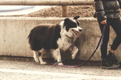 dog walking gifts